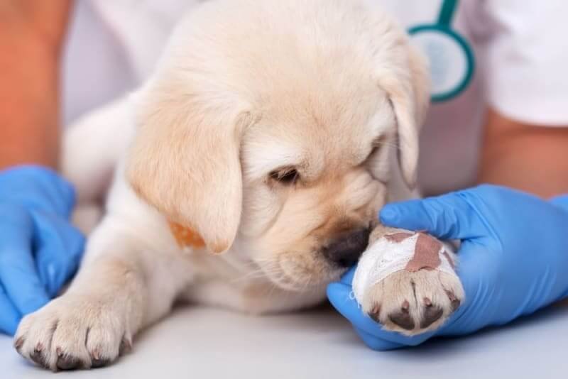 Get help from a vet to help a wound dog