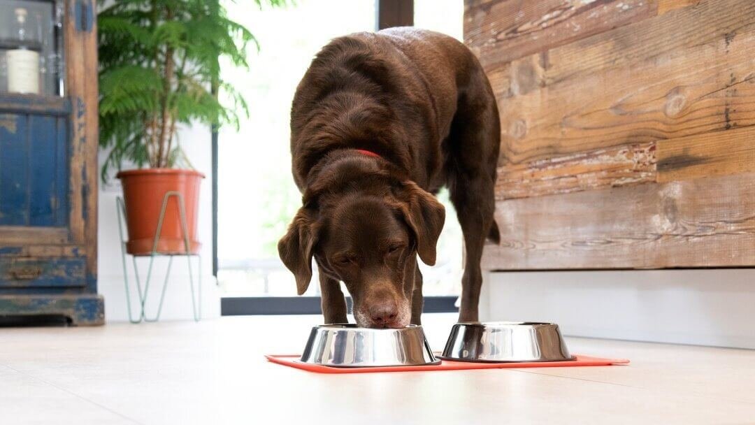 Give a pregnant pup balanced food and regular vet visits