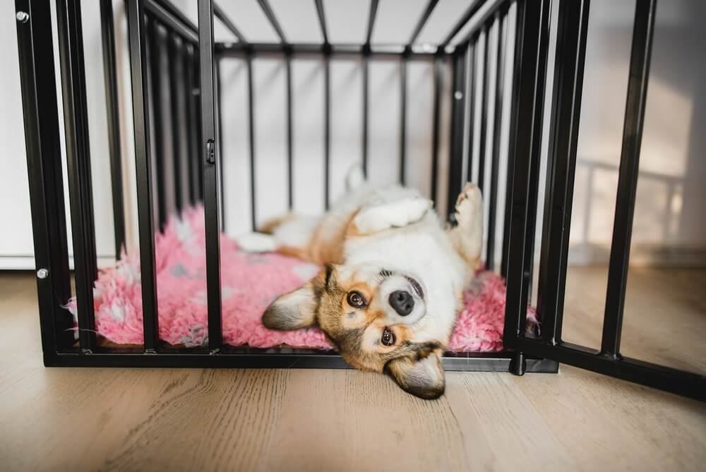 Give your dog their own bed or crate for a sense of security