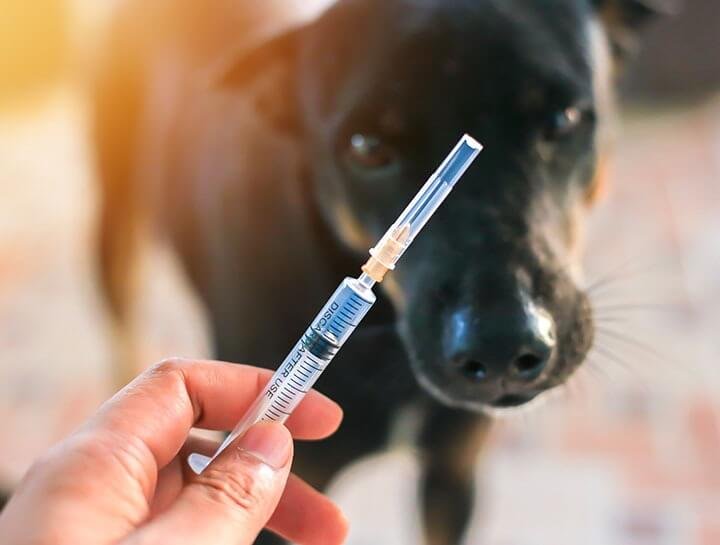 Giving Insulin Injections for dogs with diabetes