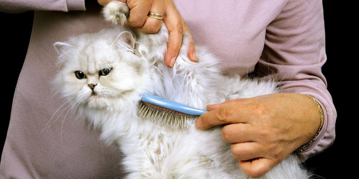 Groom regularly for Persian Cat