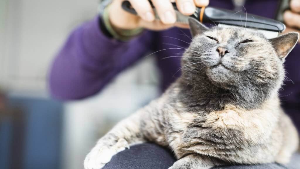 Grooming an Outdoor Cat regularly 