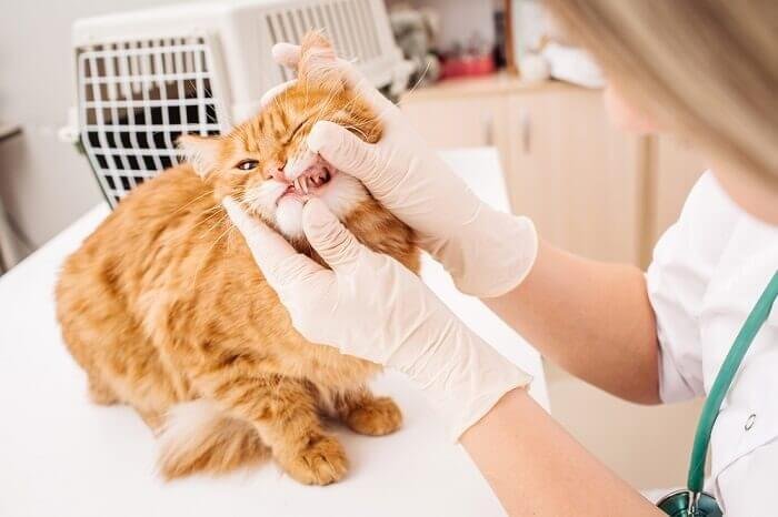 Have visits to the vet for professional dental cleanings