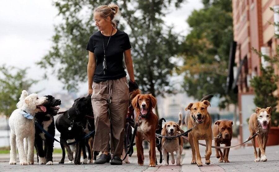 Hiring a Dog Walker to take care your dog when you are working