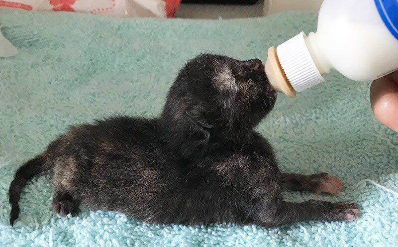 Hold the bottle or nipple at a 45-degree angle and press against the kitten's mouth