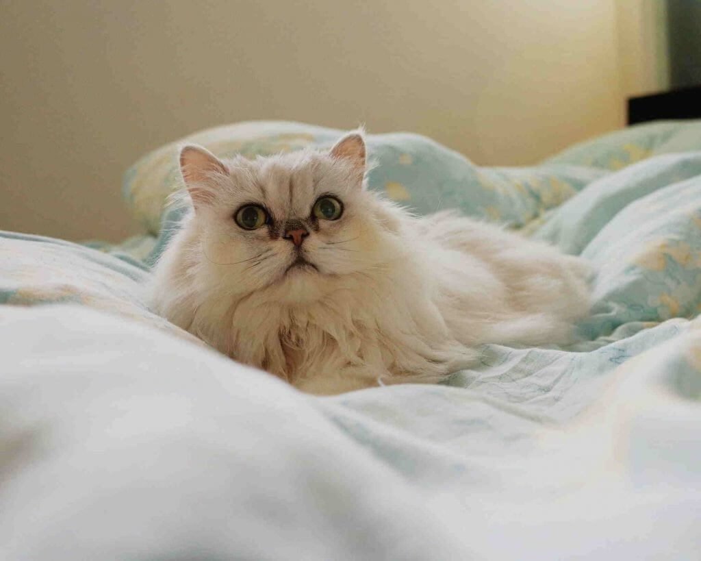 Invest in soft bedding and blankets for Persian Cat