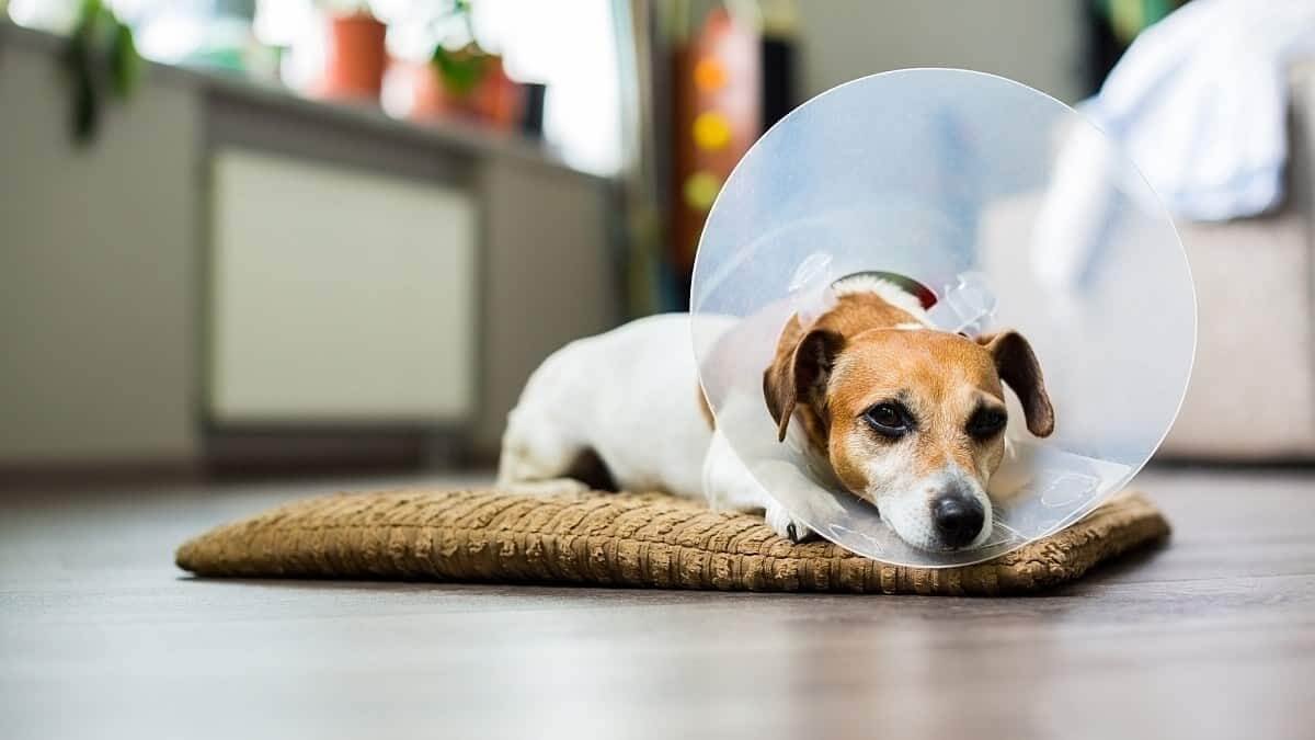 Limit Physical Activity after neutering