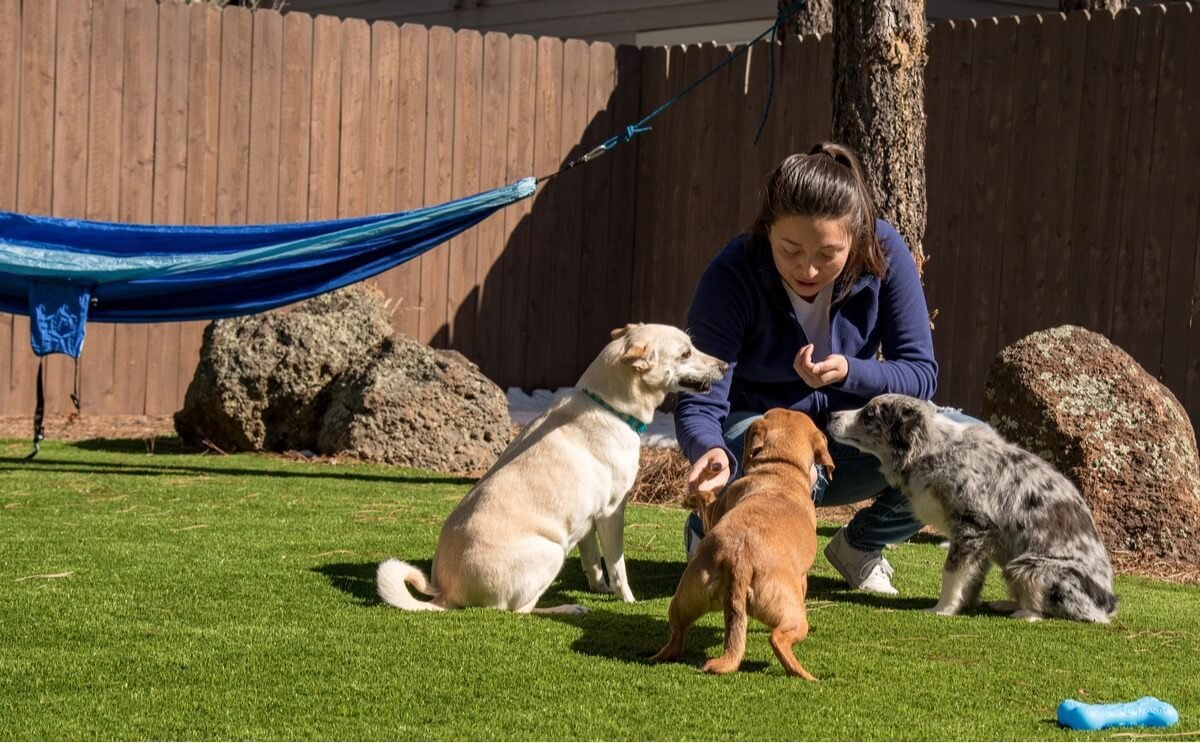 Location and facility requirements are a must when setting up a doggie daycare