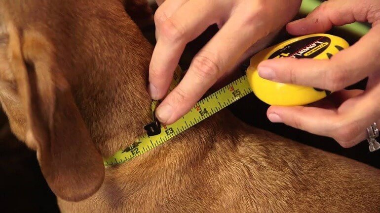 Measure a Dog Collar