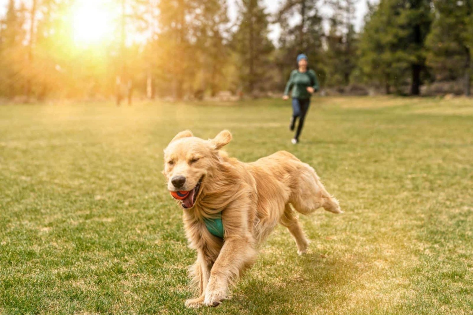 Physical exercise for dogs