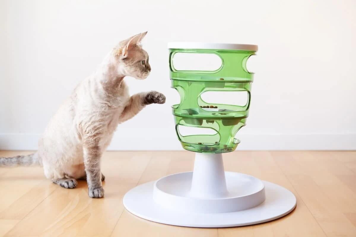 Place food in puzzle feeders to encourage your cat's problem-solving skills