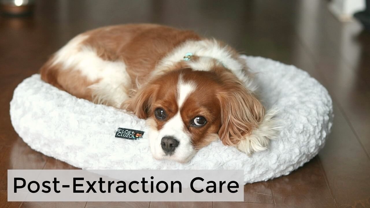 Post-Extraction Care Guidelines for dog after a tooth extraction