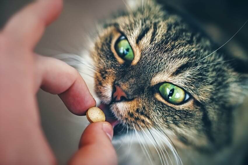 Prepare the medication for Cats with Lymphoma