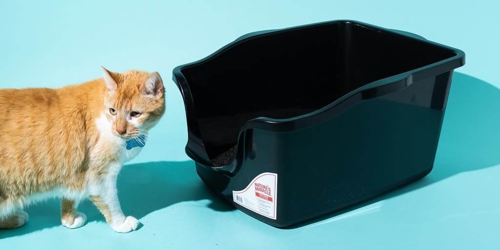 Provide Sufficient Litter Boxes for cat