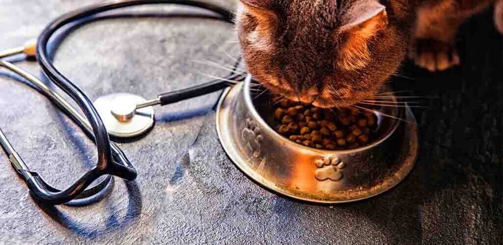 Provide good meals, medicine for a Sick Cat
