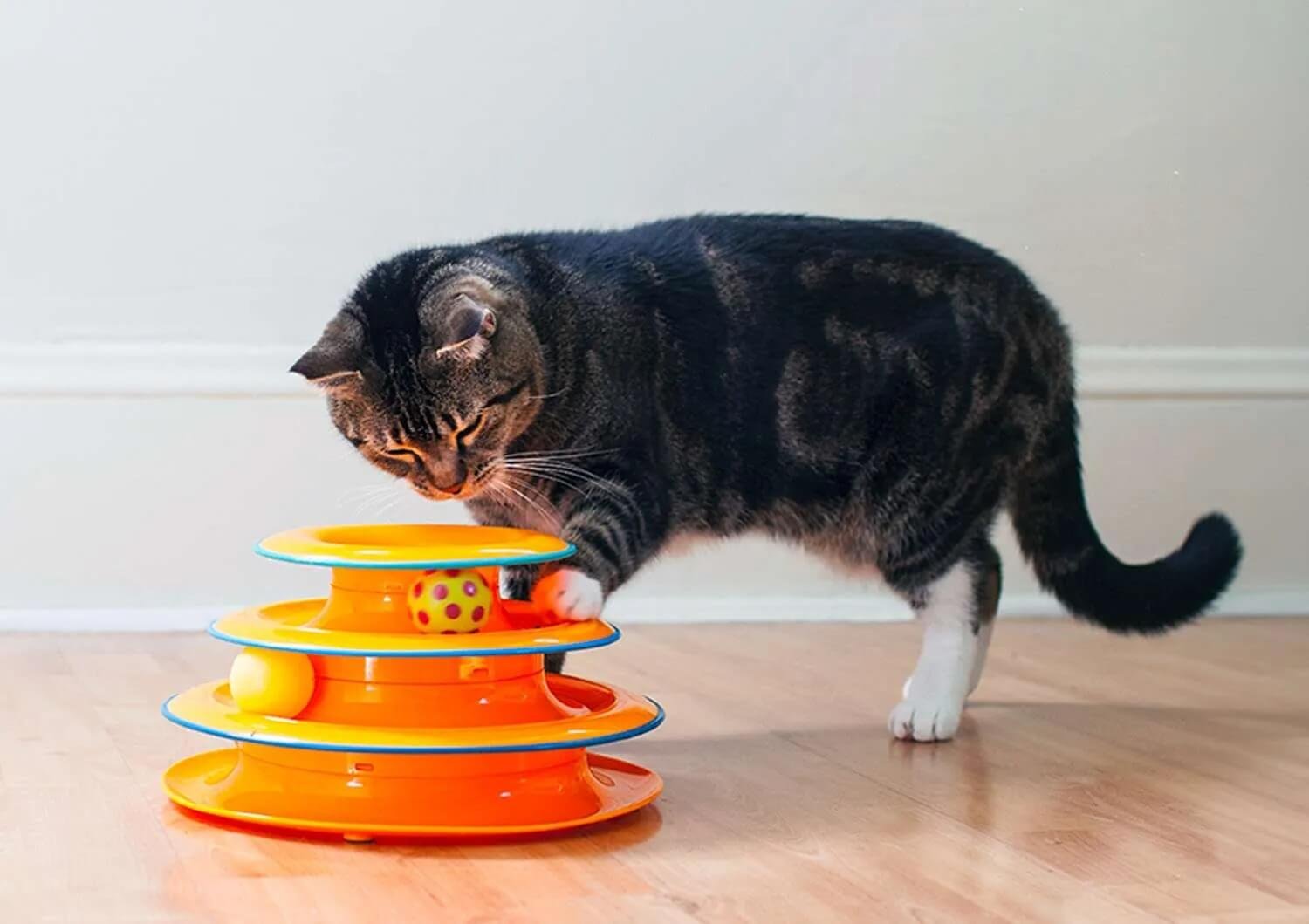 Provide mental stimulation with interactive toys for your blind cat
