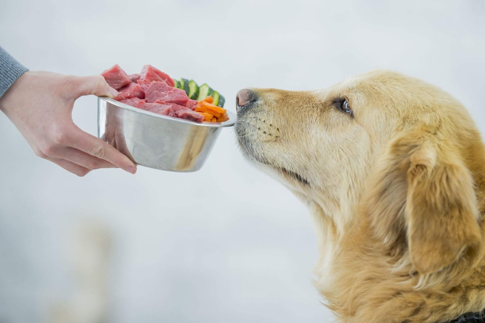 Raw dog food: handle with care