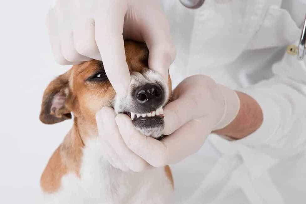 Regular follow-ups for dogs after tooth extraction