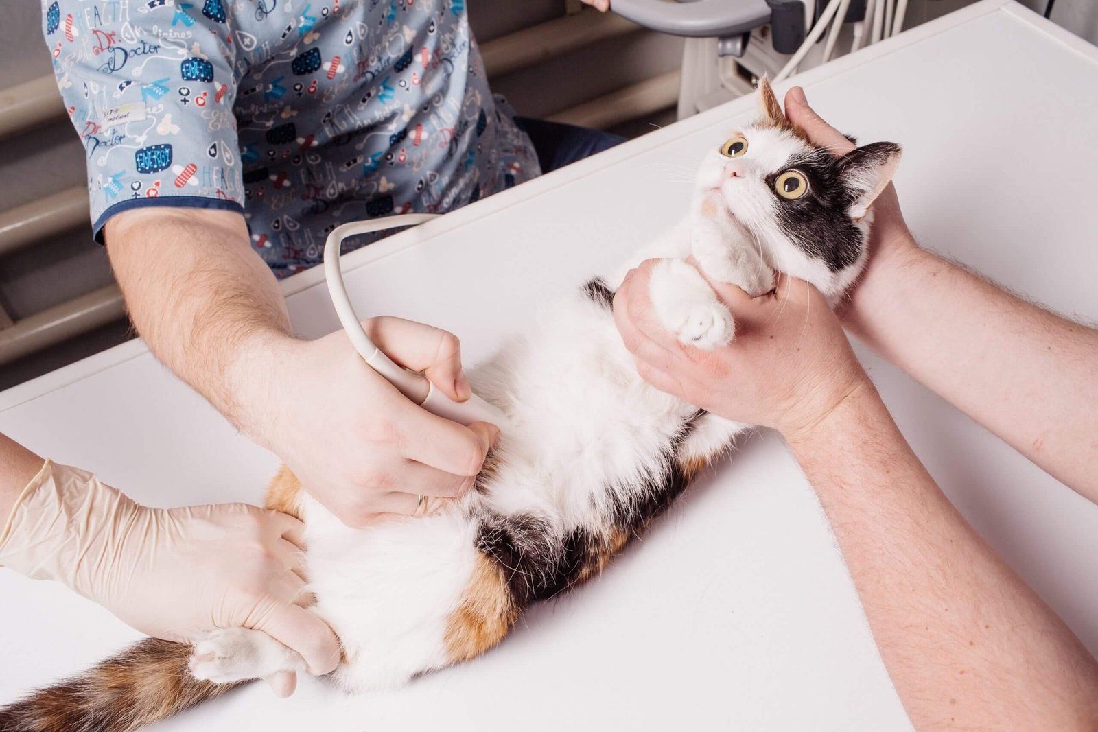 Regular vet check-ups for a pregnant cat