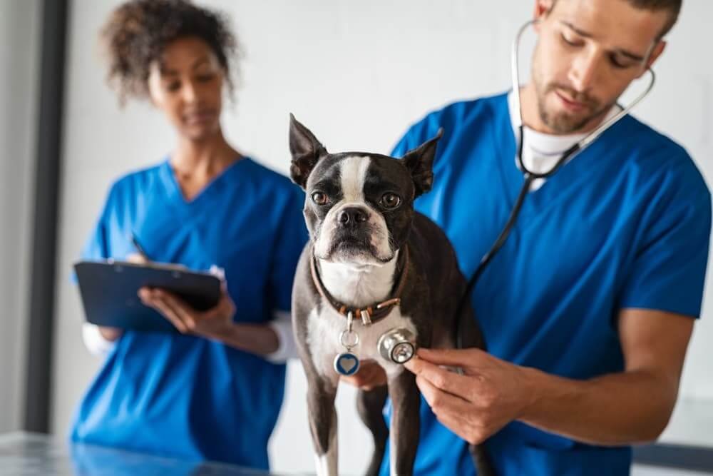Regular veterinary check-ups for dog with cerebellar hypoplasia