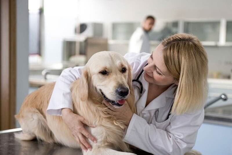 Regular visits to the vet are key for post-surgery dog care
