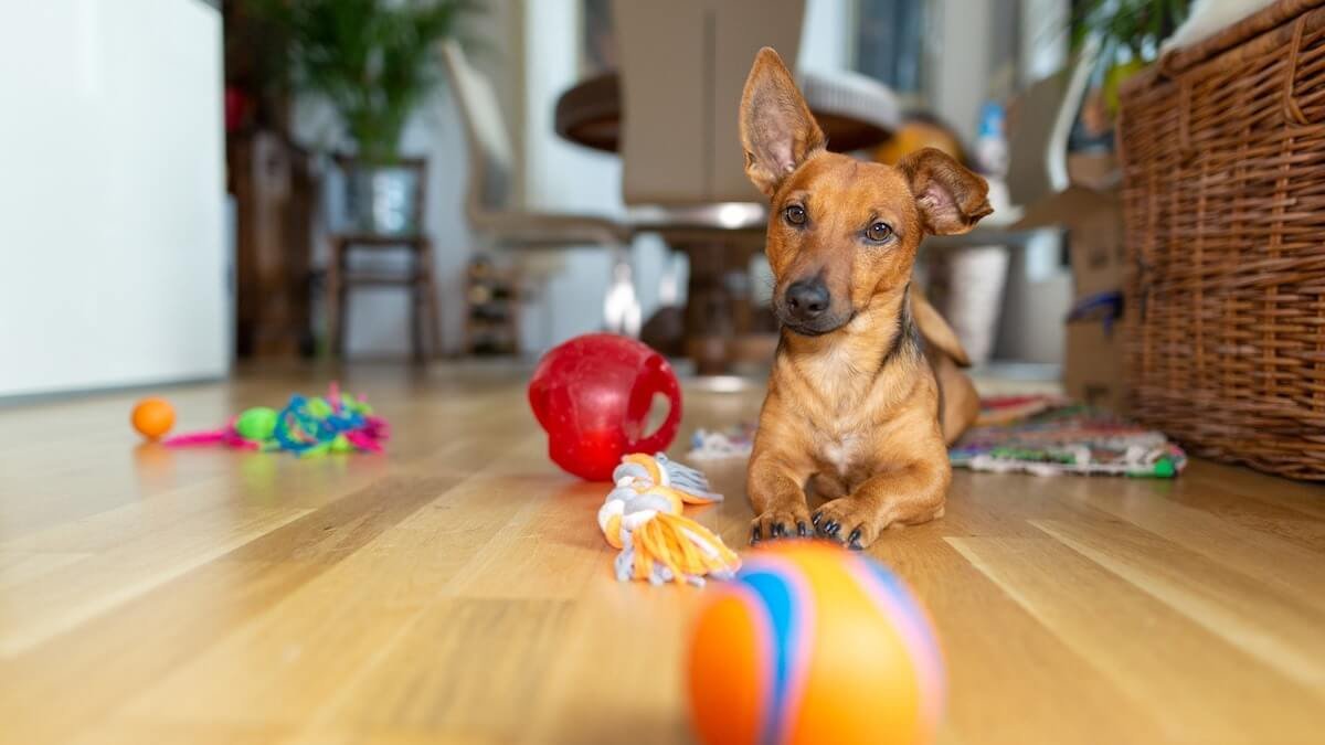 Rotate Toys for dogs