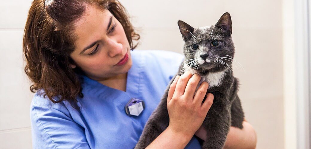 Seeking Veterinary Assistance for a Sick Cat