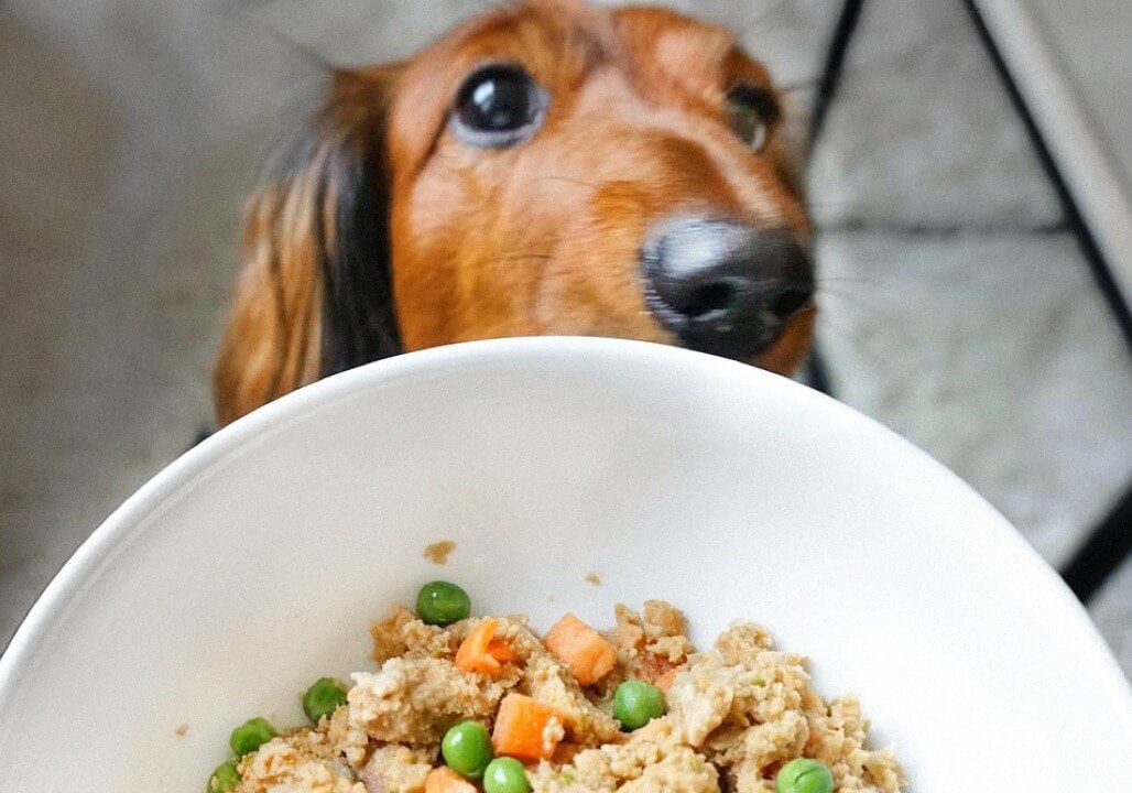 Serve smaller portions on regular-sized plates for dog with cerebellar hypoplasia