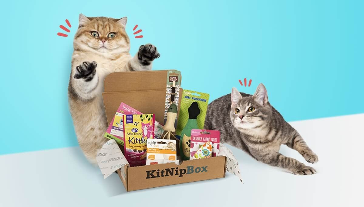 Sign up for BarkBox for Cats