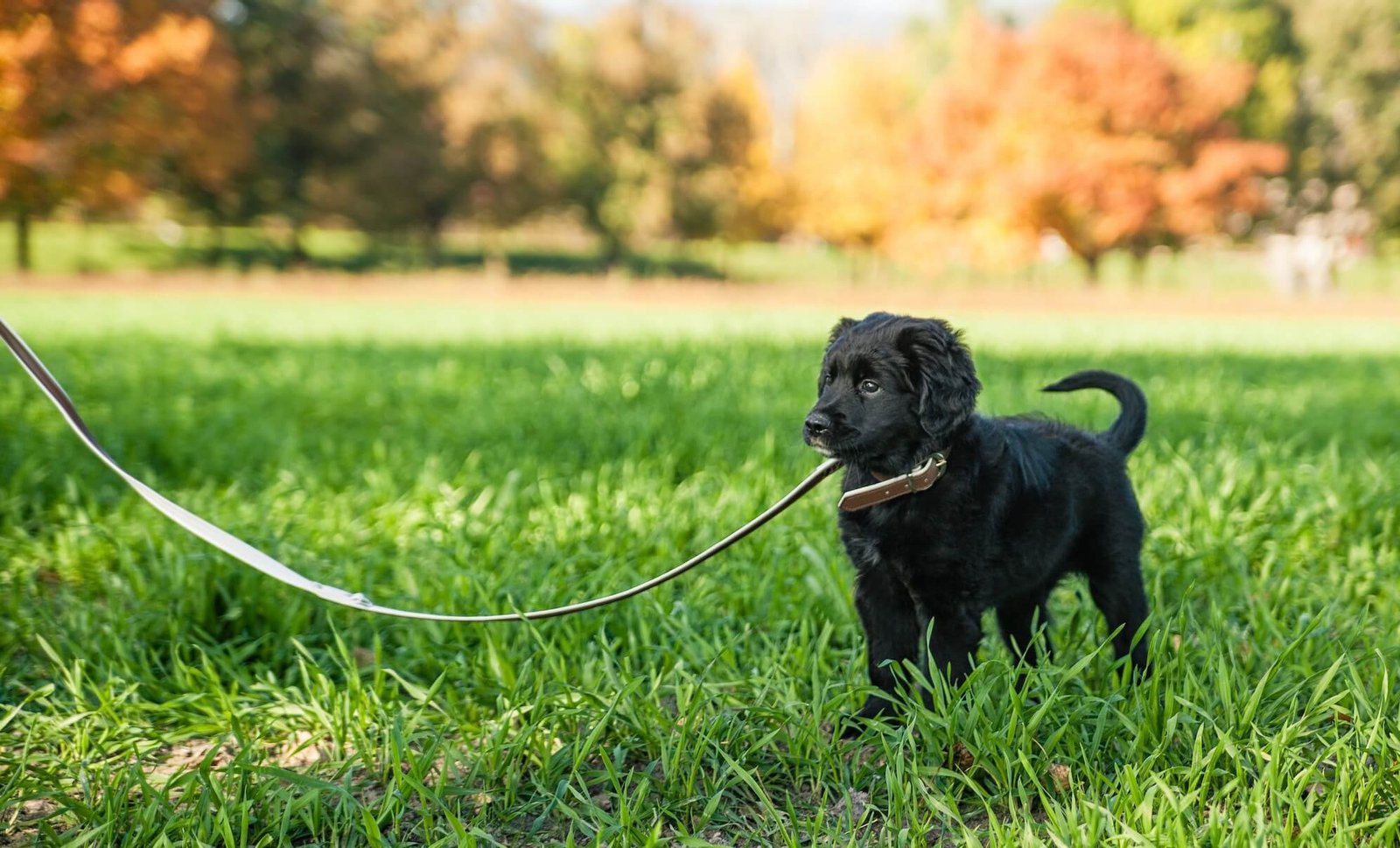 Start leash training your dog early