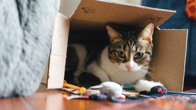 Step-by-step guide on signing up for BarkBox for cats