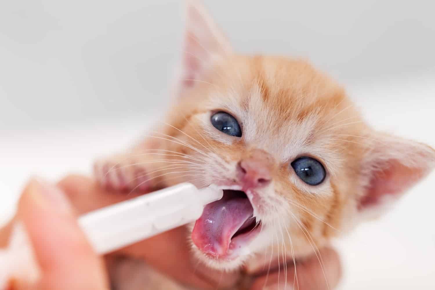 Syringe Feeding a Kitten