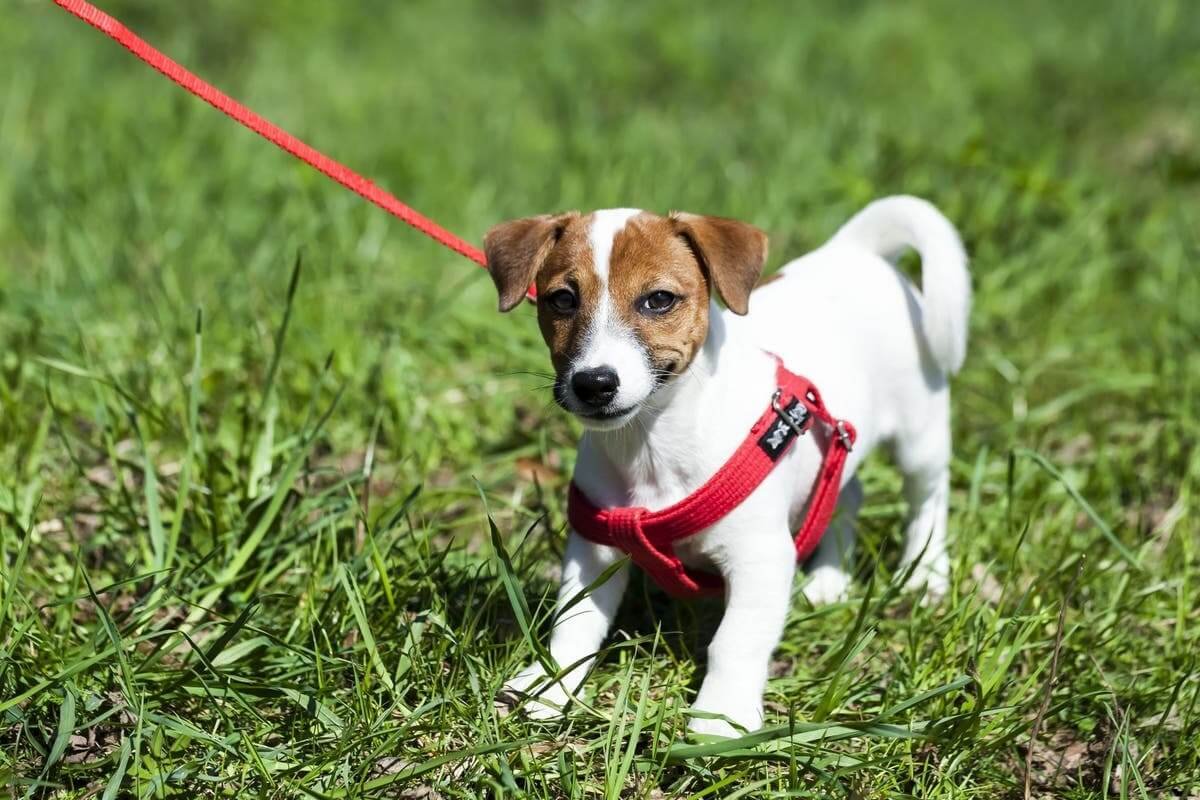 Exercise and physical activity for small dog