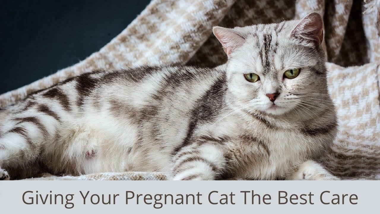 Taking care of a pregnant kitty