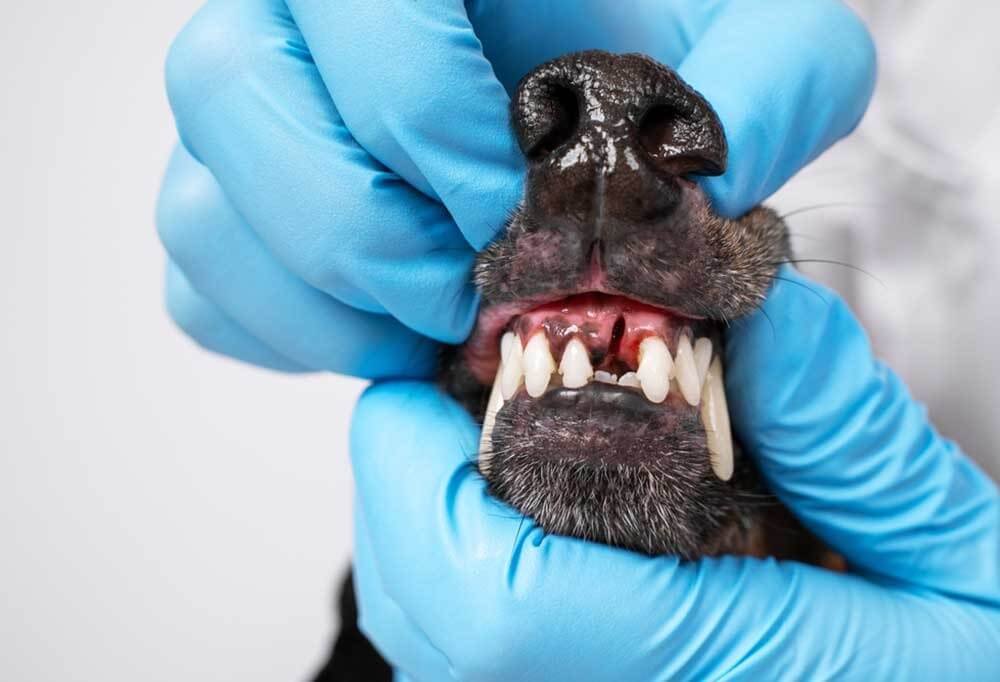 Tooth Extraction Complications in Dogs