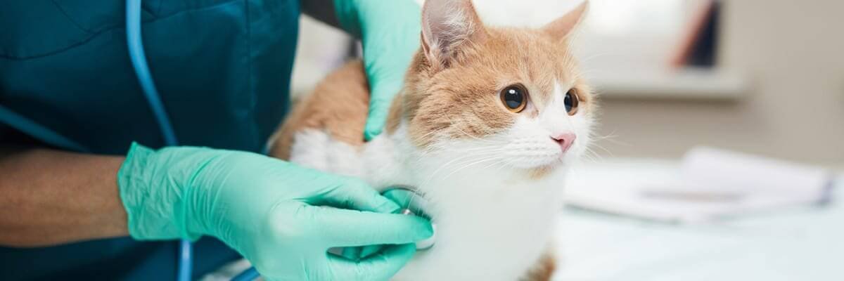 Treatment Options for Lymphoma in Cats