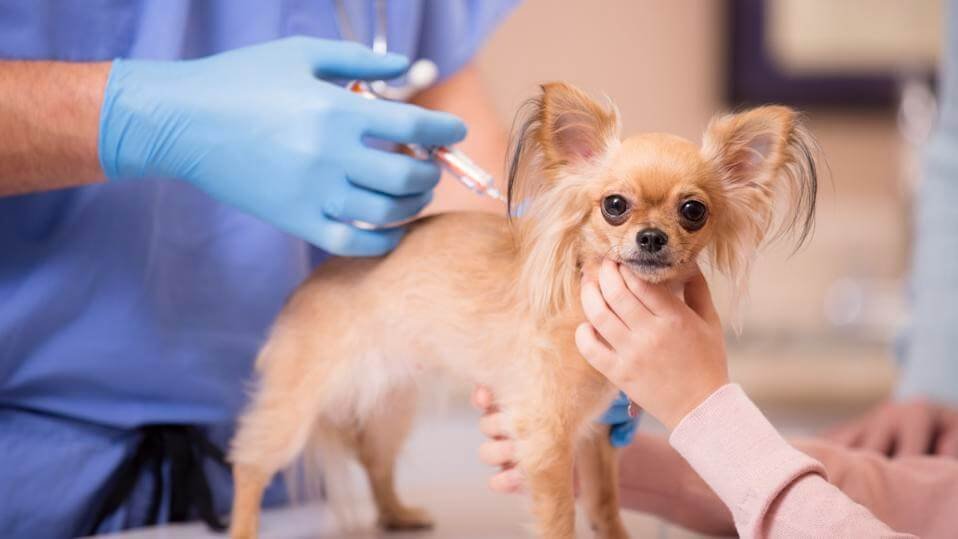 Health care and regular check-ups for small dog