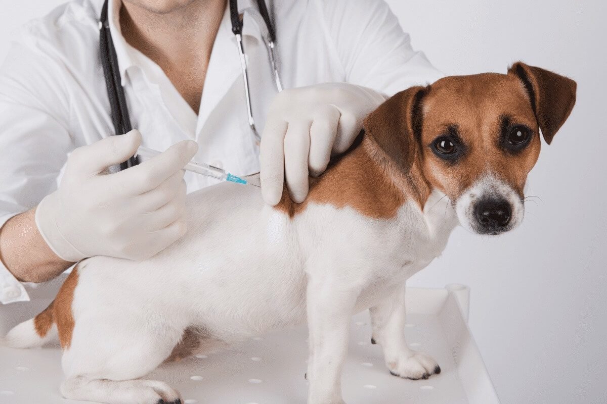 Vaccines protect dogs from contagious diseases 
