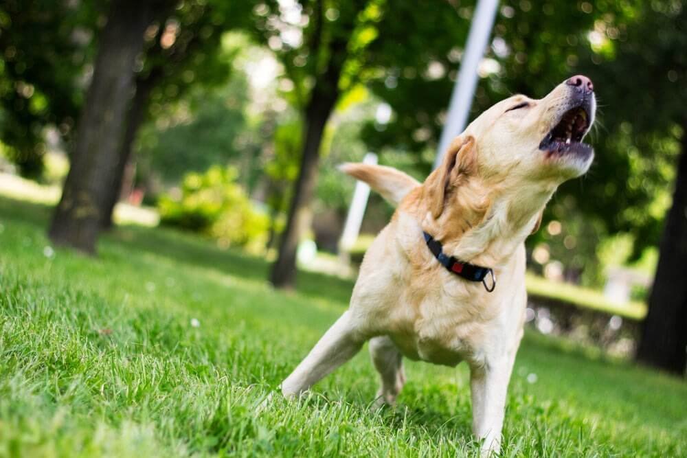 When dogs lack mental stimulation, they can become restless and demand bark