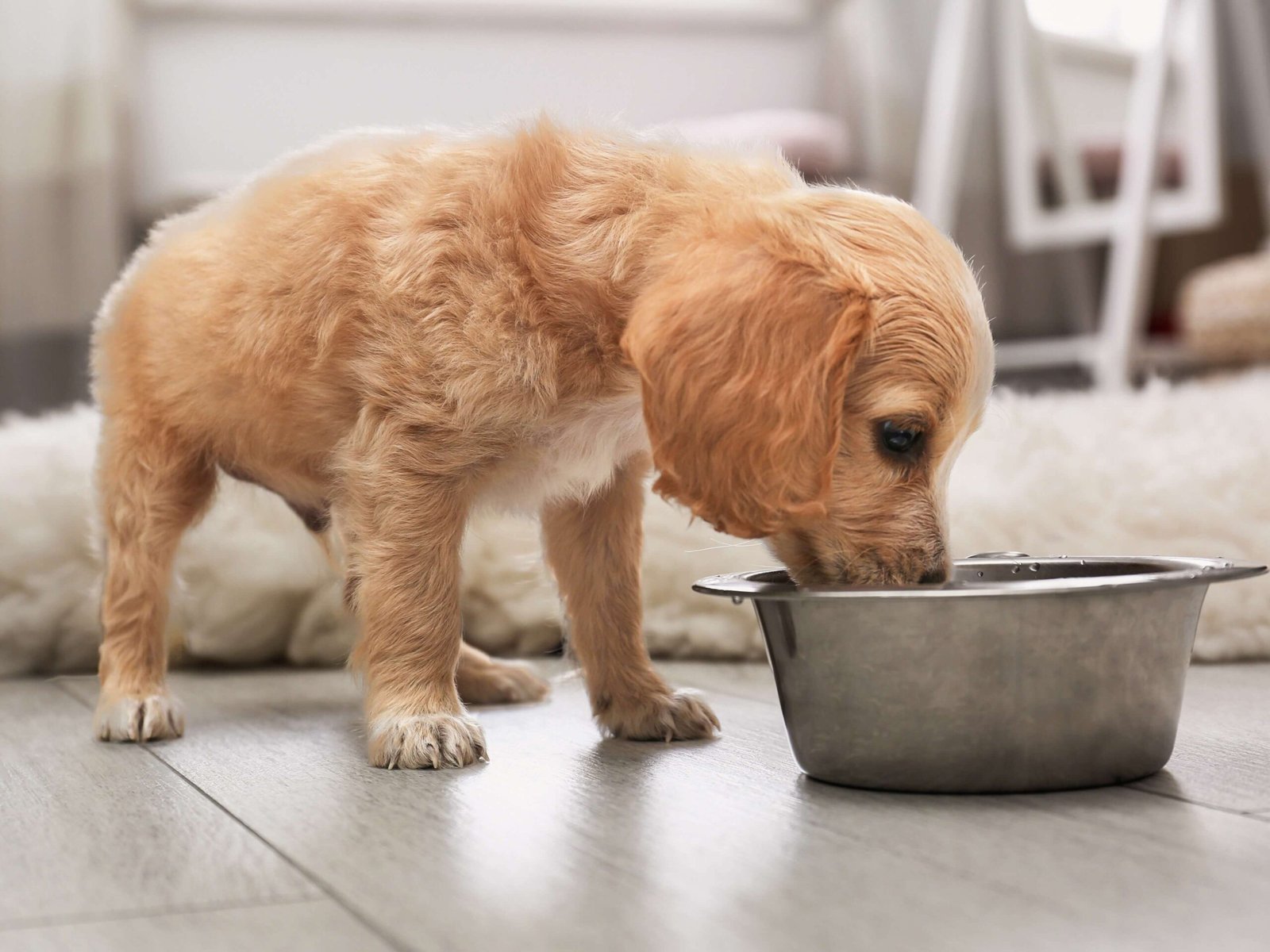 Your pup's diet should be full of essential nutrients