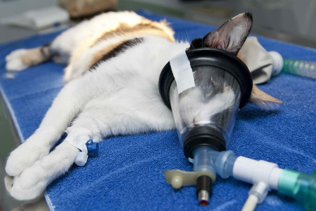 additional tips to deter cats from chewing on oxygen tubing