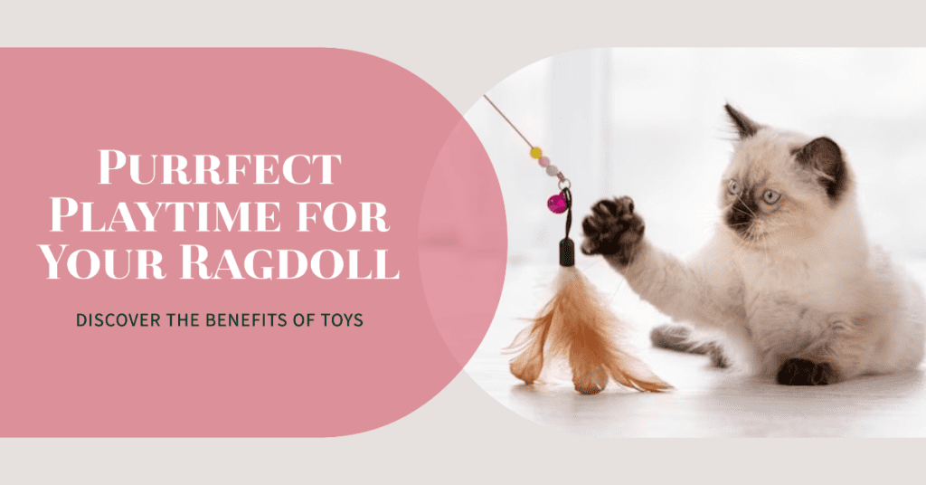 Benefits of Toys for Ragdoll Cats
