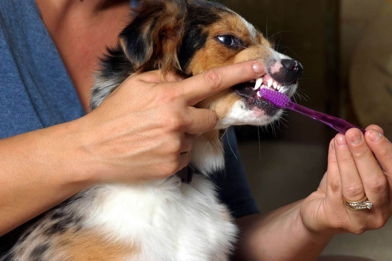 brush gently your dog after a tooth extraction