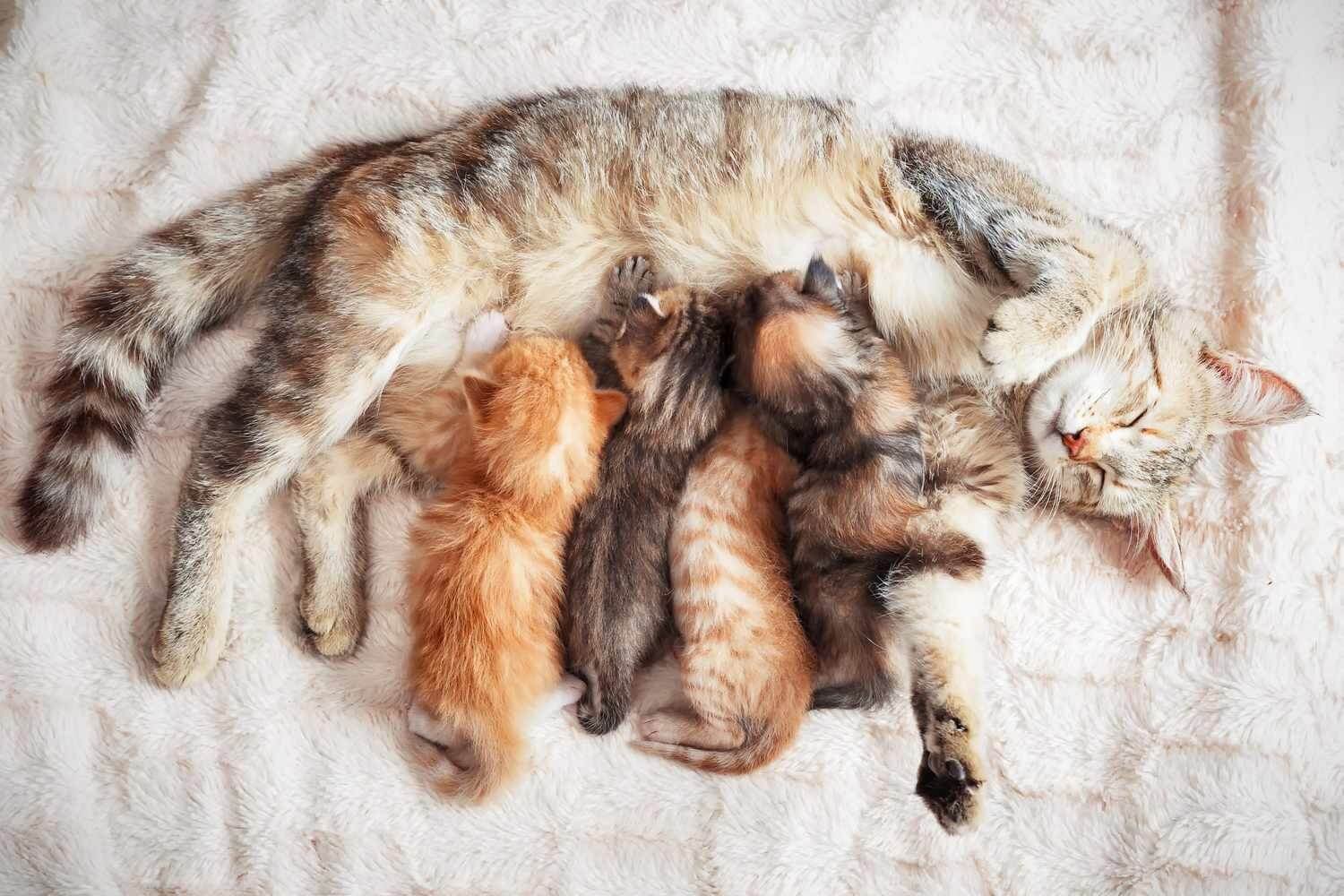 Care For A Cat And Her Kittens After Giving Birth