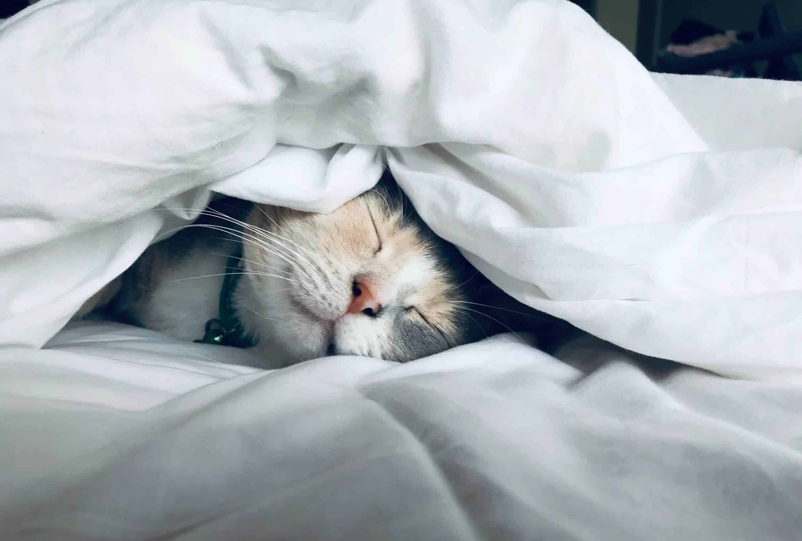 cats may have individual bedding and sleeping preferences