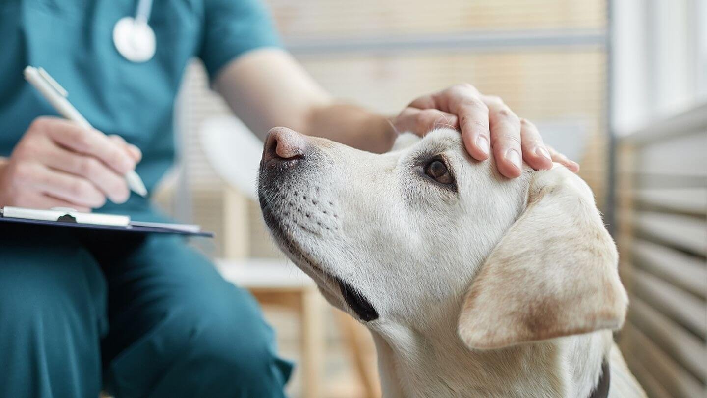 Regular check-ups dog's health with a veterinarian