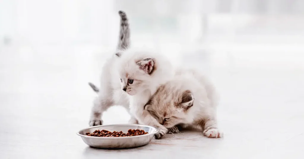 Choosing the right food for a 7 week old kitten