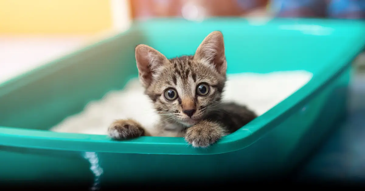 Common mistakes to avoid when choosing a location for a litter box
