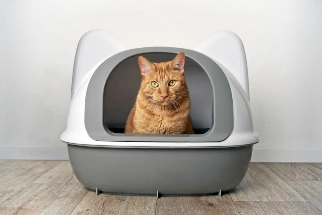 Conclusion: The importance of selecting the right place for a litter box to ensure a clean and comfortable living environment.