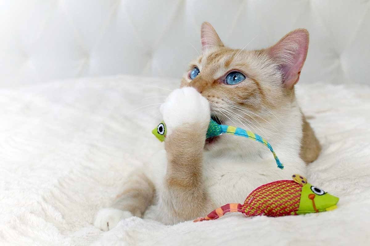 dental treats and toys exclusively for cats